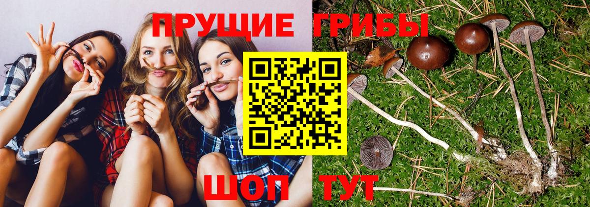 Касимов  Галлюциногенные грибы ЛСД  Вход с VPN 